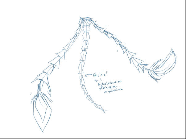 Tail and Tailfeathers